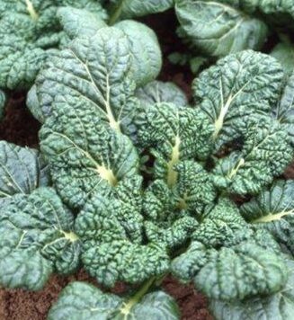 Savojas kāposti 'Yukina'